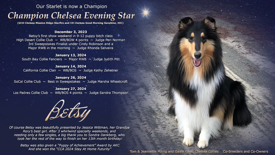 Tom and Jeannette Poling / Gayle Kaye, Chelsea Collies -- CH Chelsea Evening Star