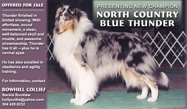 Bowhill Collies -- Ch. North Country Blue Thunder 