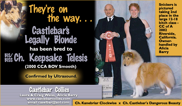 Castlebar Collies -- Castlebar Legally Blonde