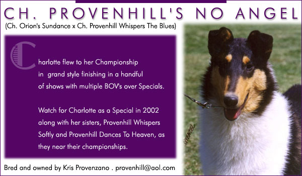 Provenhill Collies -- Ch. Provenhill's No Angel