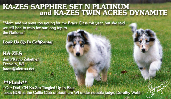 Ka-Zes Collies -- Ka-Zes Sapphire Set In Platinum/Ka-Zes Twin Acres Dynamite