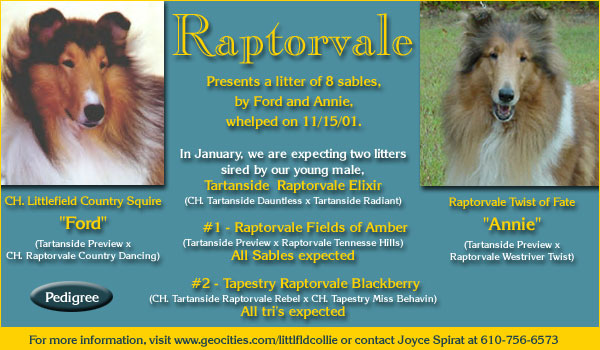 Raptorvale Collies -- Raptorvale Twist of Fate