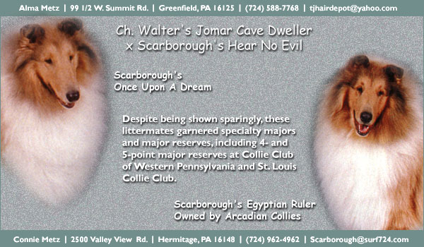 Scarborough Collies -- Scarborough's Once Upon A Time/Scarborough's Egyptian Ruler