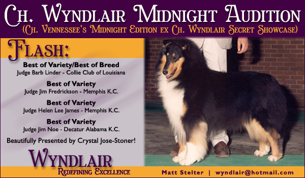 Ch. Wyndlair Midnight Audition