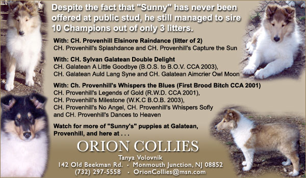 Orion Collies