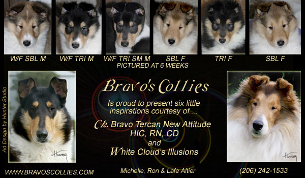 Bravo's Collies