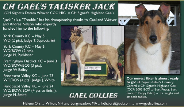 Gael -- CH Gael's Talisker Jack