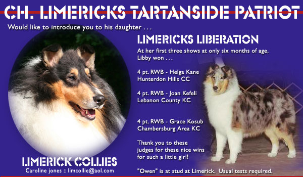 Limerick -- CH Limericks Tartanside Patriot and Limericks Liberation