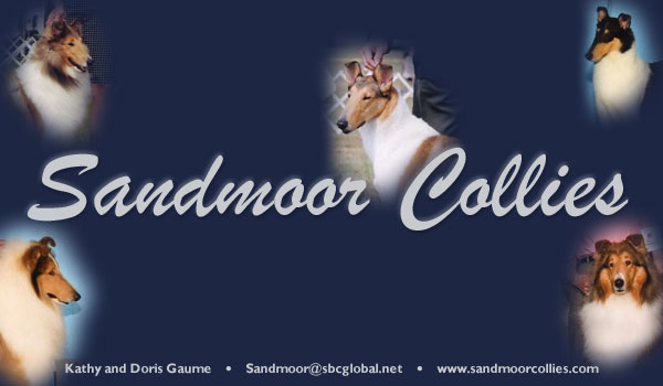 Sandmoor Collies