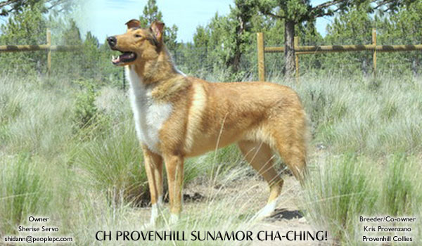 Sunamor -- CH Provenhill Sunamor Cha-Ching!