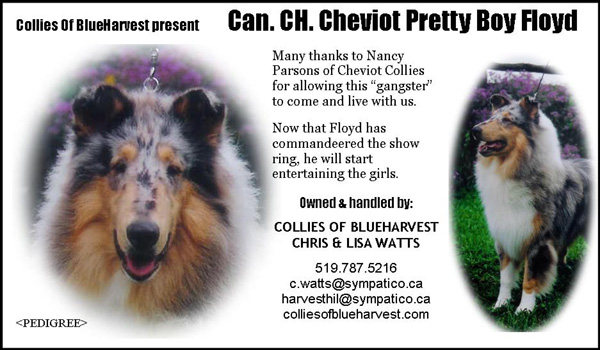 Collies Of BlueHarvest -- CAN CH Cheviot Pretty Boy Floyd