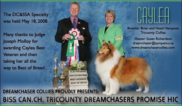 Dreamchaser -- Can. CH Tricounty Dreamchasers Promise HIC