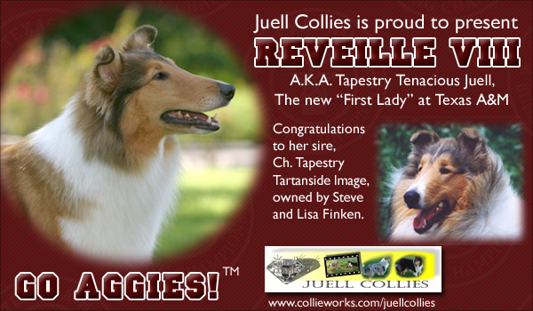 Juell Collies -- Reveille VIII: Tapestry Tenacious Juell