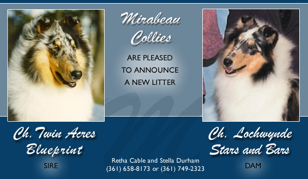 Mirabeau Collies -- CH Twin Acres Blueprint and CH Lochwynde Stars and Bars