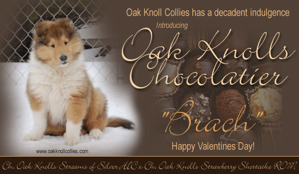 Oak Knoll -- Oak Knolls Chocolatier