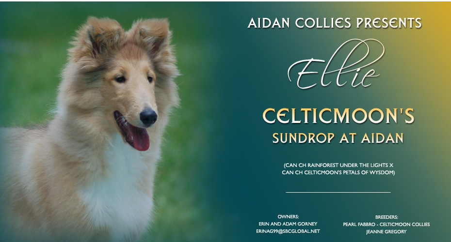 Aidan Collies -- Celticmoon's Sundrop At Aidan