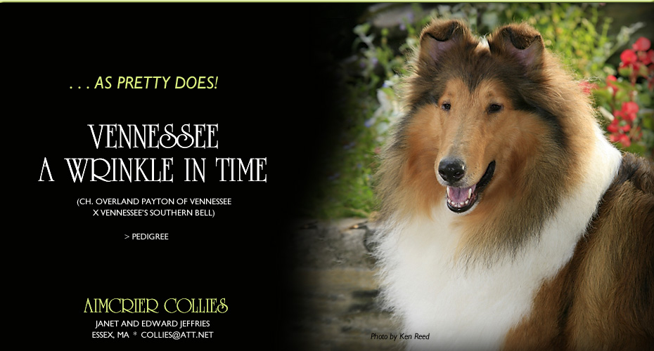 Aimcrier Collies -- Vennessee A Wrinkle In Time