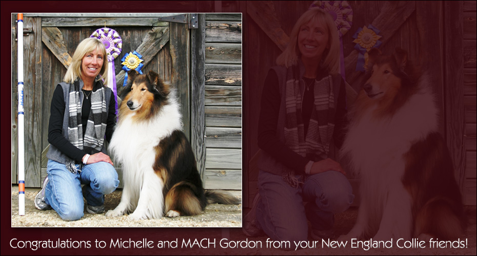 New England Collie Friends -- Congratulations to Michellle and MACH Gordon 