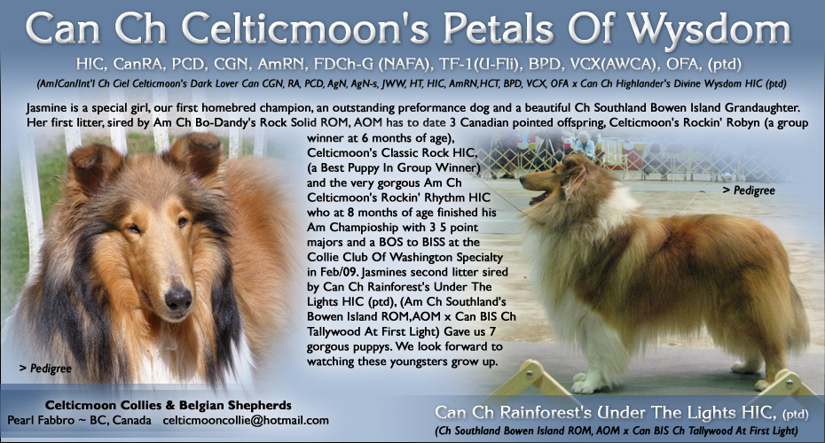 Celticmoon Collies -- Can Ch Celticmoon's Petals Of Wysdom and Can Ch Rainforest's Under The Lights