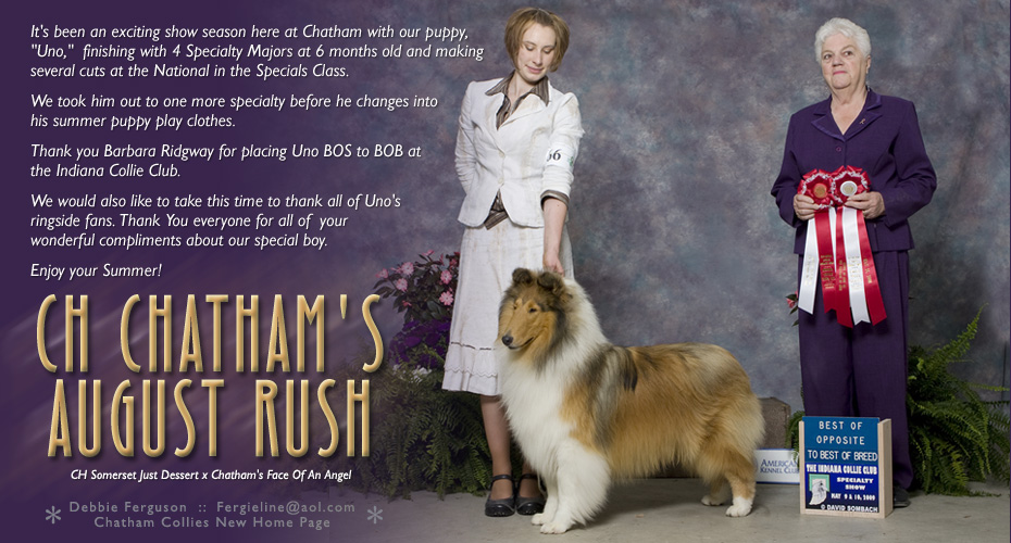 Chatham Collies -- CH Chatham's August Rush