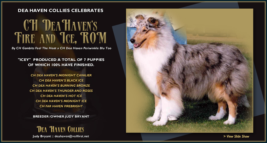 Dea Haven Collies -- CH Dea Haven's Fire And Ice, ROM