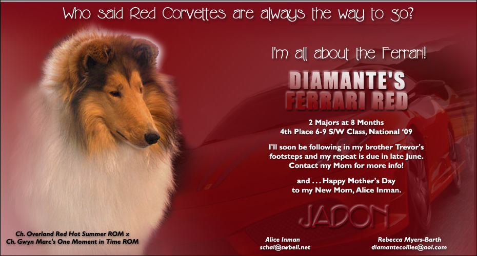 Diamante Collies -- Diamante's Ferrari Red