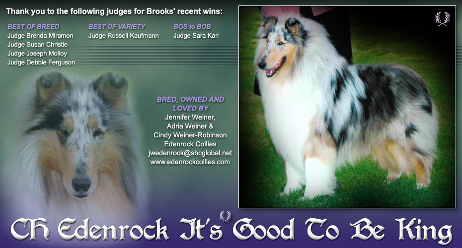Edenrock Collies -- CH Edenrock It's Good To Be King