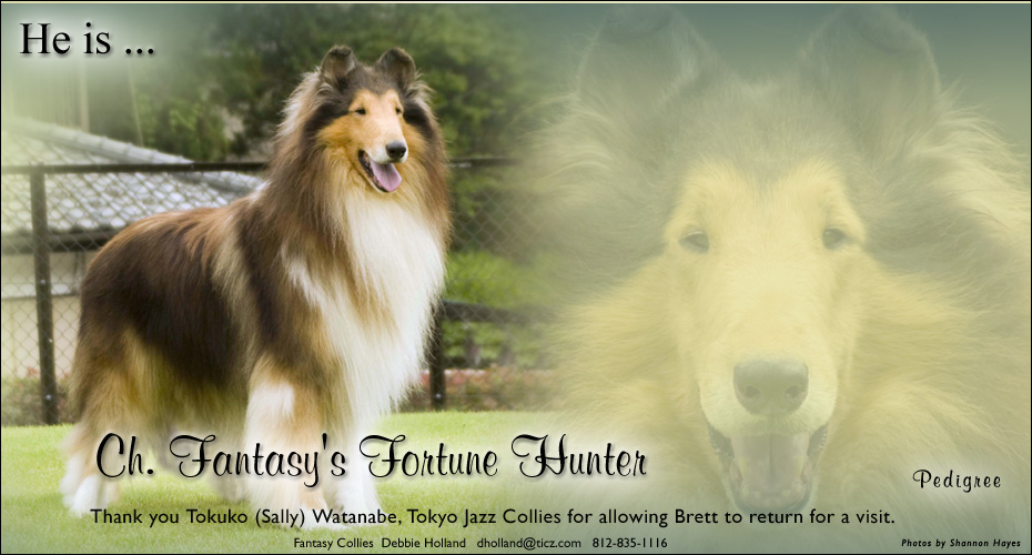 Fantasy Collies -- CH Fantasy's Fortune Hunter