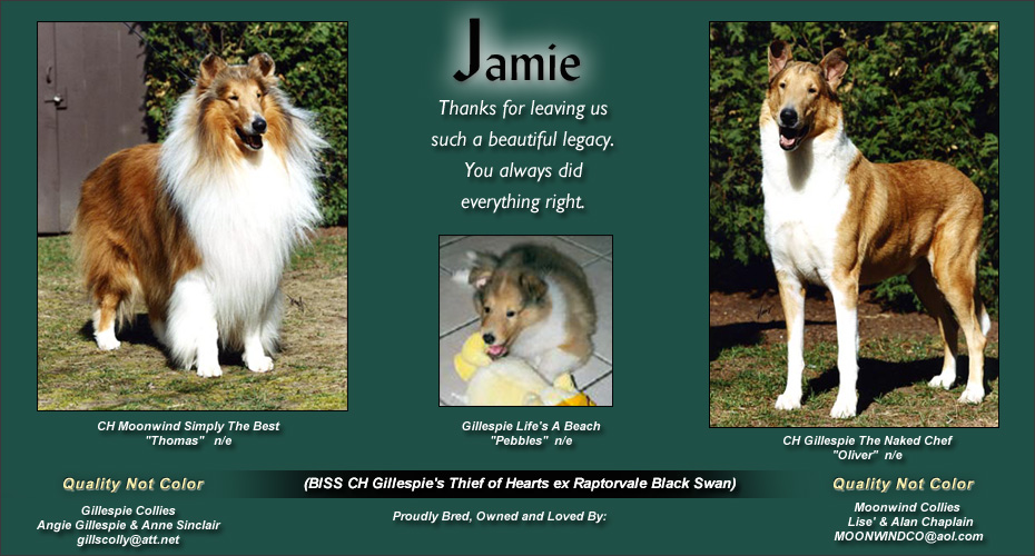 Gillespie Collies and Moonwind Collies -- In Loving Memory of CH Gillespie's Thief of Hearts