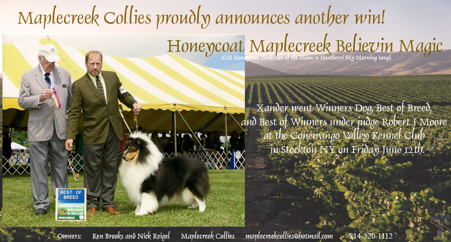 Maple Creek Collies -- Honeycoat Maplecreek Believin Magic