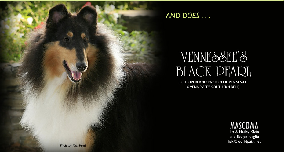 Mascoma Collies -- Vennessee's Black Pearl