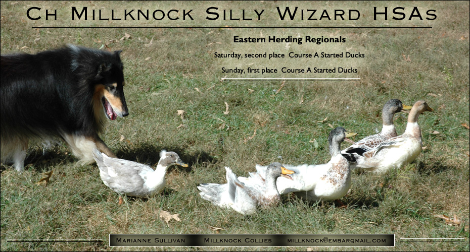 Millknock Collies -- CH Millknock Silly Wizard HSAs