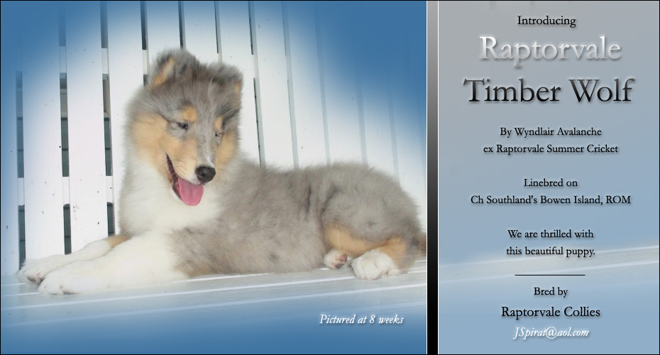 Raptorvale Collies -- Raptorvale Timber Wolf