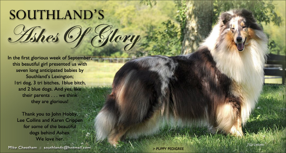 Southland Collies -- Southland's Ashes Of Glory