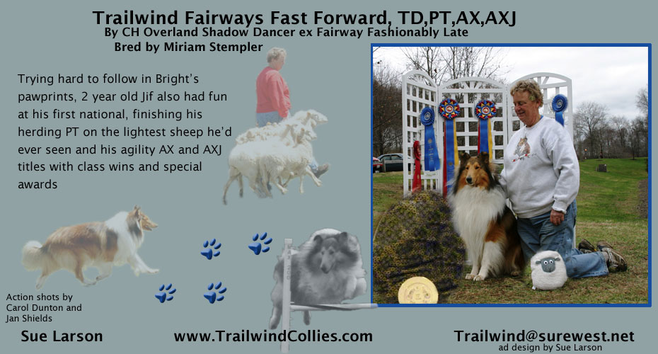 Trailwind Collies -- Trailwind Fairways Fast Forward, TD, PT, AX, AXJ
