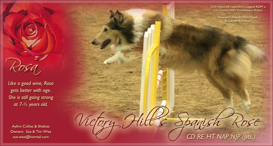 Aylinn Collies and Shelties -- Victory Hill's Spanish Rose, CD, RE, HT, NAP, NJP