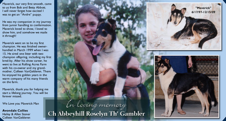 Avondale Collies -- In Loving memory of CH Abbeyhill Roselyn Th' Gambler