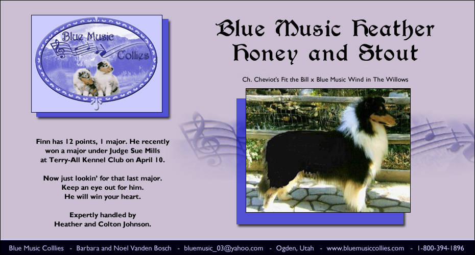 Blue Music Collies -- Blue Music Heather Honey And Stout
