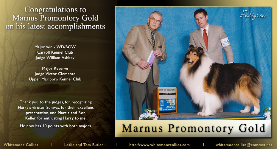Whitemoor Collies -- Marnus Promontory Gold