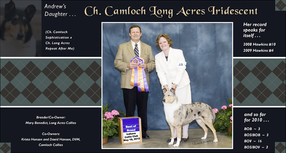 Long Acre Collies / Camloch Collies  -- CH Camloch Long Acres Iridescent