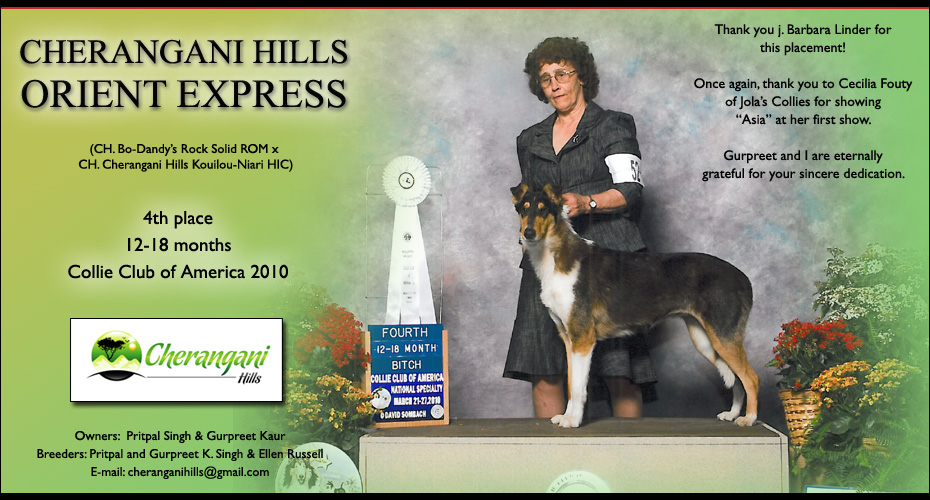 Cherangani Hills Collies -- Cherangani Hills Orient Express