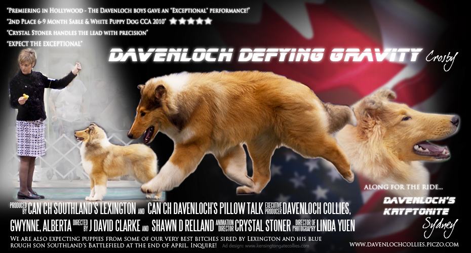 Davenloch Collies -- Davenloch Defying Gravity and Davenloch's Kryptonite