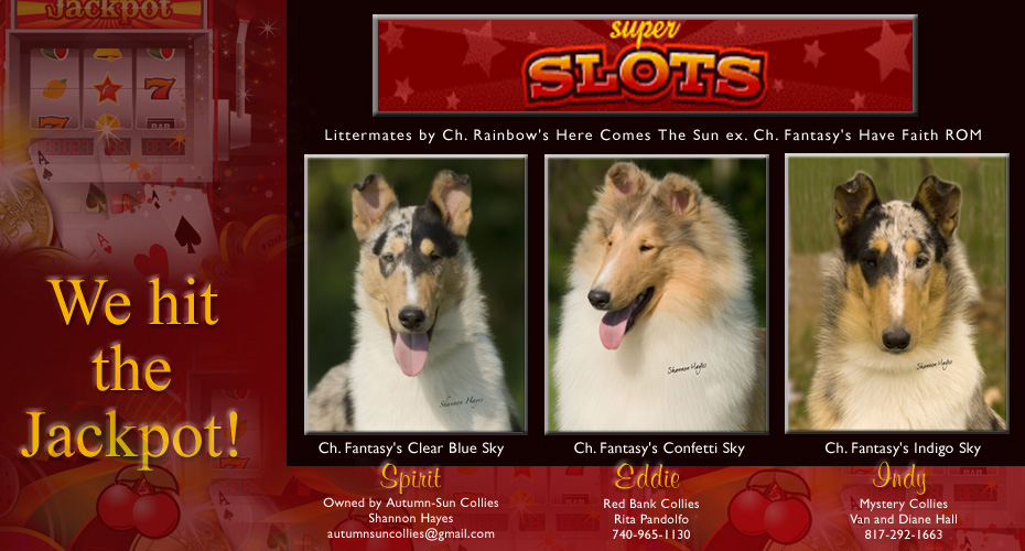 Autumn-Sun Collies / Red Bank Collies / Mystery Collies -- CH Fantasy's Clear Blue Sky, CH Fantasy's Confettie Sky and CH Fantasy's Indigo Sky