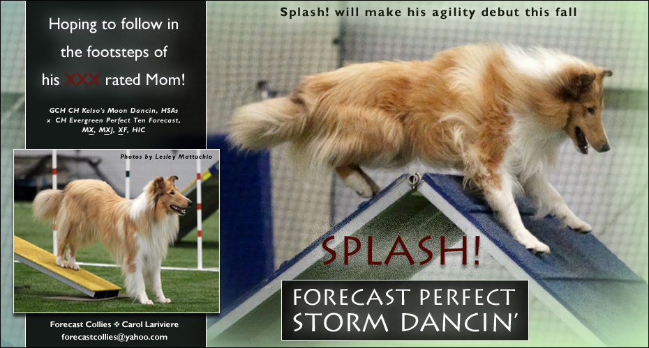 Forecast Collies -- Forecast Perfect Storm Dancin'