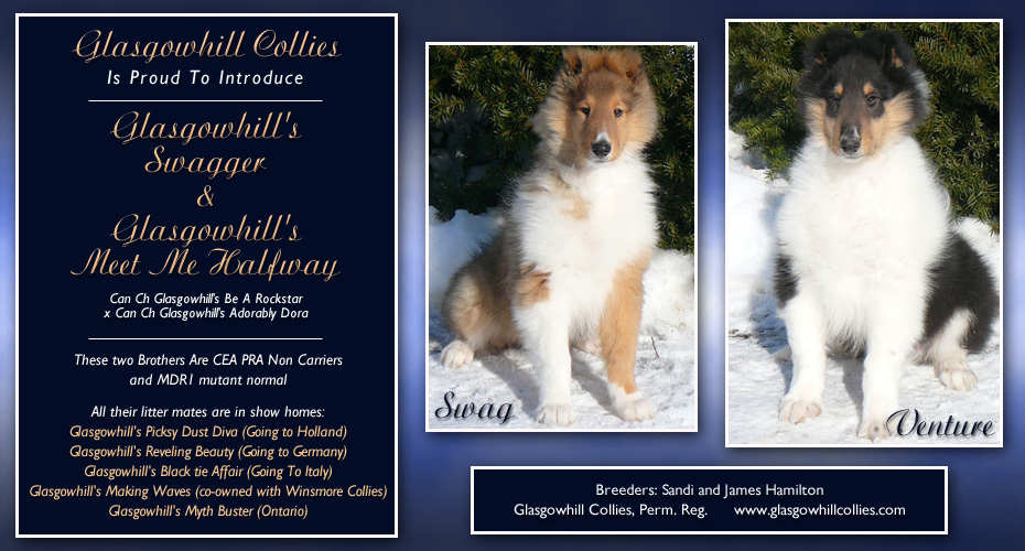 Glasgowhill Collies -- Glasgowhill's Swagger and Glasgowhill's Meet Me Halfway