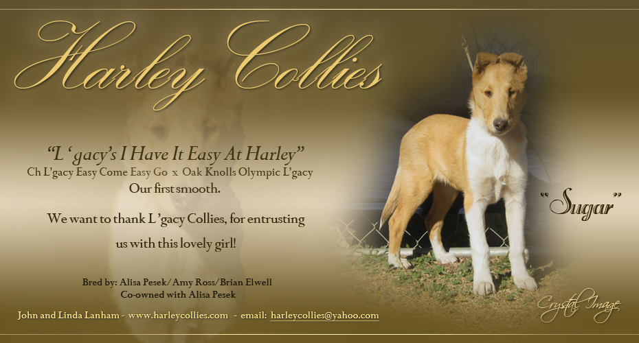 Harley Collies -- L'gacy's I have It Easy At Harley