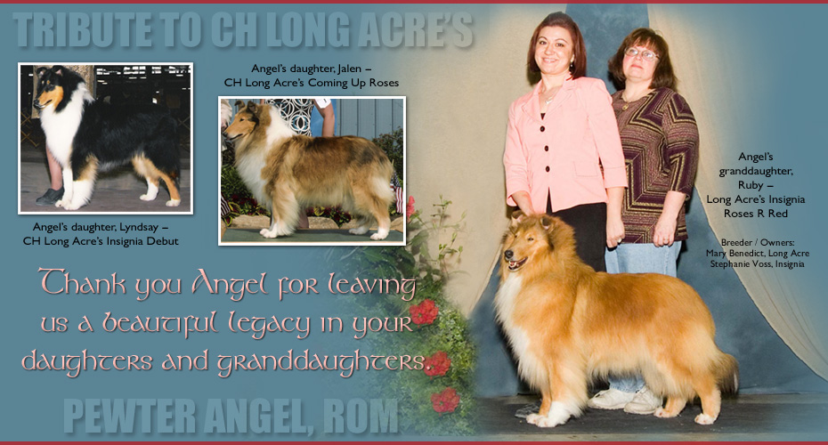 Insignia Collies -- In Loving Memory of CH Long Acre's Pewter Angel ROM