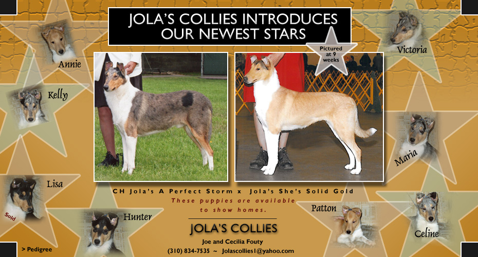 Jola's Collies