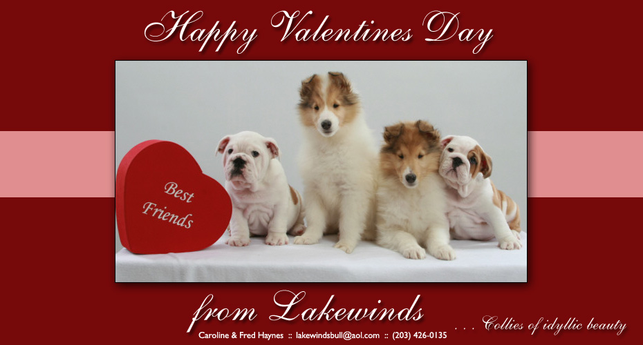 Lakewinds Collies and Bulldogs -- Happy Valentines Day