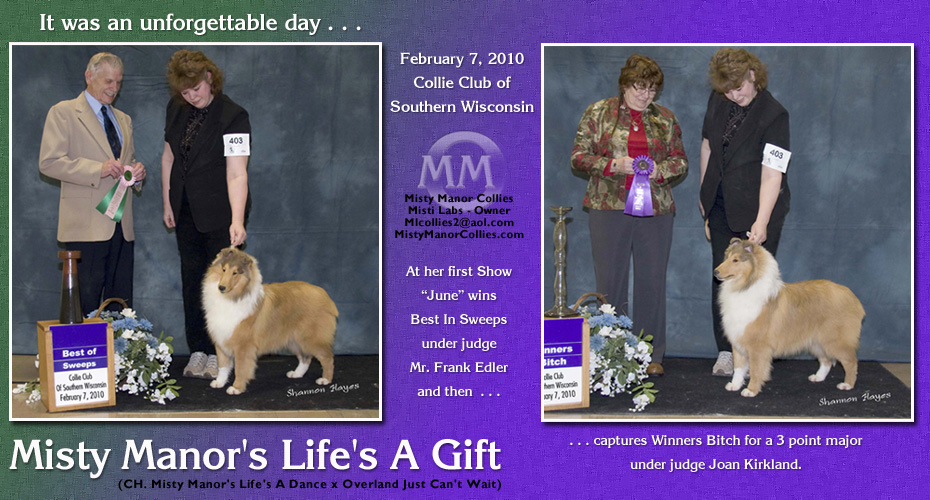 Misty Manor Collies -- Misty Manor's Life's A Gift